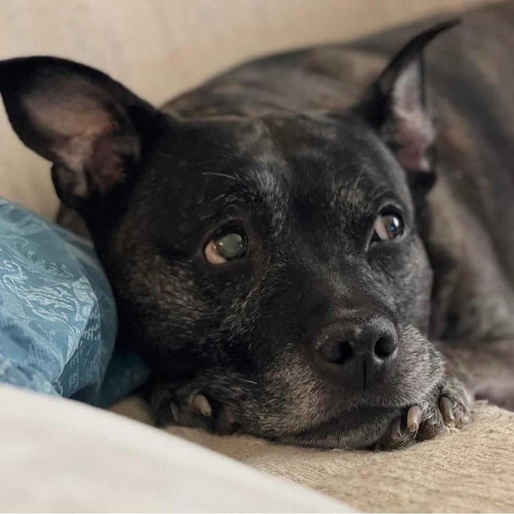 Meet your Posher, Pittie